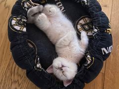 -欣宠猫屋·矮脚拿破仑·蓝金金渐层