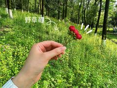 -铁山坪森林公园