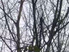 -三圣花乡旅游区