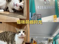 -博特宠物医院24h犬猫全科.骨科·异宠