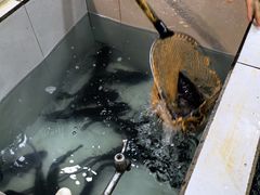 -贡椒鱼老店·雅安十大名店