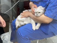 -宠福鑫康馨动物医院·骨科·眼科