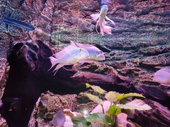 -上海海洋水族馆