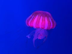 -海合安天津极地海洋公园