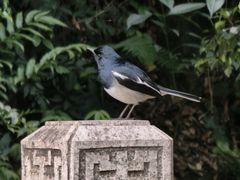 -韬光茶庵