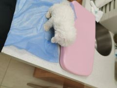 -美联众合动物医院·24h京西诊疗中心