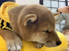 -逗柴咖啡屋·狗咖猫咖宠物桌游