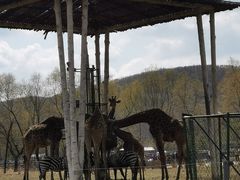 -哈尔滨北方森林动物园