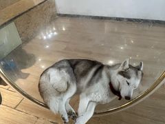 -Husky Go! 哈士奇体验馆·宠物咖啡厅狗咖