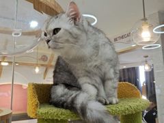 -喵园·猫主题咖啡厅·撸猫·猫咖(国贸店)