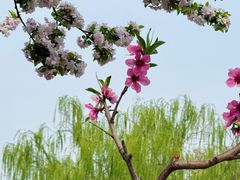 -大兴滨河森林公园