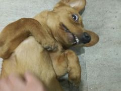 -暖阳宠物医院·犬猫康复中心·骨科