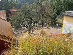 -遵化市禅林寺古银杏风景园