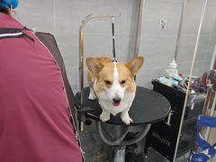 -宠福鑫康馨动物医院·骨科·眼科