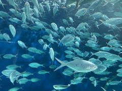 -上海海洋水族馆