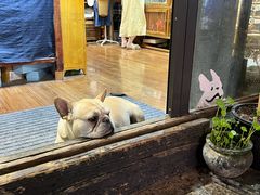 -真真老老(月河花鸟市场店)