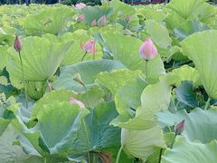 -艾溪湖湿地公园