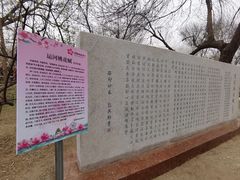 -桃花堤公园