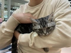 -COLOR PETS 撸猫馆·购猫·猫咖(长风大悦城店)