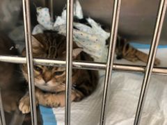 -美联众合动物医院·24h京西诊疗中心