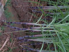 -棠樾牌坊群鲍家花园景区