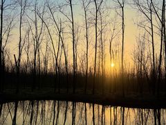 -合肥滨湖国家森林公园