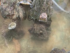 -丽江庭院·云南野生菌·海鲜火锅(鼓楼四合院店)