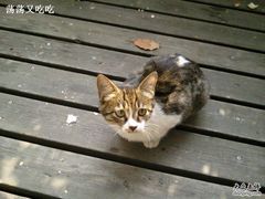 在榖屋外的庭院就餐，可爱的小猫-榖屋house of flour(张江首店)