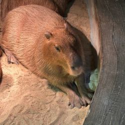 -Zoolung Zoolung动物主题公园(海信广场店)