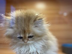 -猫十亿·布偶金渐层·曼基康矮脚猫舍(青年路店)
