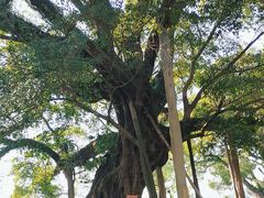 -桂林市榕杉湖景区