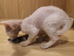-屋虎猫馆(宝安大仟里店)