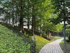 -铁山坪森林公园