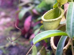 -中国科学院西双版纳热带植物园