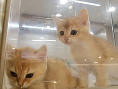 -飞行喵MR PILOT|猫舍·猫咖(静安大融城店)