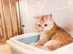 -1013 PET SHOP 宠物商店(近铁城市广场店)