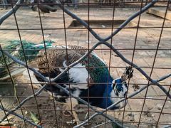 -长白岛森林公园