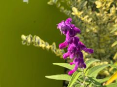 -青枫公园