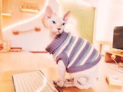 -猫和宫(六道口店)