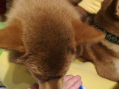 -逗柴咖啡屋·狗咖猫咖宠物桌游