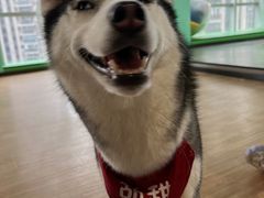 -Husky Go! 哈士奇体验馆·宠物咖啡厅狗咖