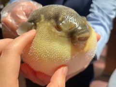 -肆月河豚·淮扬菜·湘菜(华天店)