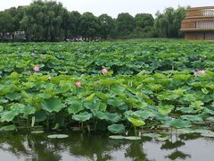 -荷塘月色湿地公园·向阳花洲