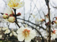 -香雪海