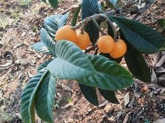 -绵阳盛世樱花悠乐谷