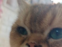 -平行世界·猫咖(首经贸店)