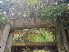 -西双版纳原始森林公园