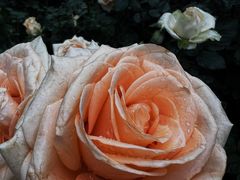 -人民公园(罗湖区)