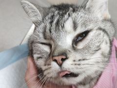 -谐和贝康宠物医院24小时·宠保定点(急重症转诊中心)
