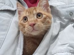 -关爱宠物医院·猫科中心·消化科(滨湖万达分院)